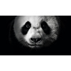 Obraz – Panda Face Čiernobiely – AiArt 16:9 Obraz – Panda Face Čiernobiely – AiArt 16:9