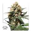 Orange Hill Special Feminizované Semená - 3 Orange Hill Special Feminizované Semená - 3