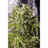 Humboldt S.O. Bubba Kush Auto neobsahuje THC 5 semen Humboldt S.O. Bubba Kush Auto neobsahuje THC 5 semen