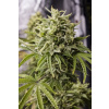 Humboldt S.O. Bubba Kush Auto neobsahuje THC 3 semena Humboldt S.O. Bubba Kush Auto neobsahuje THC 3 semena