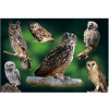 Poľovnícka pohľadnica 3D - SOVY Poľovnícka pohľadnica 3D - SOVY