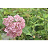 Hydrangea arborescens ´ Pink Annabelle ´ P23 Hydrangea arborescens ´ Pink Annabelle ´ P23