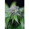 Humboldt S.O. Ewe 2 neobsahuje THC 5 semen Humboldt S.O. Ewe 2 neobsahuje THC 5 semen