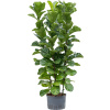 Ficus lyrata bambino 28/19 v.130 cm Ficus lyrata bambino 28/19 v.130 cm