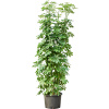 Schefflera arboricola compacta tuft 8pp 35/28 výška 180 cm Schefflera arboricola compacta tuft 8pp 35/28 výška 180 cm