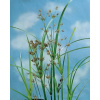 Cyperus longus - Galingale B Cyperus longus - Galingale B