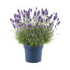 Levanduľa FloraSelf Lavandula angustifolia 'Hidcote Blue' kvetináč 5 l Levanduľa FloraSelf Lavandula angustifolia 'Hidcote Blue' kvetináč 5 l