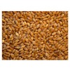 Celé zrno kŕmnej tritikale Champion 20 kg pre hydinu Celé zrno kŕmnej tritikale Champion 20 kg pre hydinu