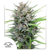 Passion #1 Feminizované Semená - 3 Passion #1 Feminizované Semená - 3
