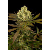 Humboldt S.O. Sour Blueberry neobsahuje THC 5 semen Humboldt S.O. Sour Blueberry neobsahuje THC 5 semen