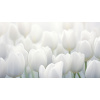Obraz – Tulipány II Príroda – AiArt 16:9 Obraz – Tulipány II Príroda – AiArt 16:9