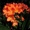 Klívia - Clivia robusta - semená - 6 ks Klívia - Clivia robusta - semená - 6 ks