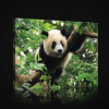 Obraz na plátne obdĺžnik - OB0862 - Panda 100cm x 75cm - O1 Obraz na plátne obdĺžnik - OB0862 - Panda 100cm x 75cm - O1