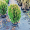 Thuj thuja eastern 'Aurea Nana' (Thuj thuja eastern 'Aurea Nana') Thuj thuja eastern 'Aurea Nana' (Thuj thuja eastern 'Aurea Nana')