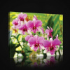 Obraz na plátne obdĺžnik - OB0858 - Ružová orchidea 80cm x 60cm - O6 Obraz na plátne obdĺžnik - OB0858 - Ružová orchidea 80cm x 60cm - O6