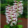 Kardiokrinum giganteum Lily Himalájská cibuľa. (Kardiokrinum giganteum Lily Himalájská cibuľa.) Kardiokrinum giganteum Lily Himalájská cibuľa. (Kardiokrinum giganteum Lily Himalájská cibuľa.)