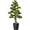 Bonsaj borovica ,v plastovom kvetináči, 210 x 230 mm Bonsaj borovica ,v plastovom kvetináči, 210 x 230 mm