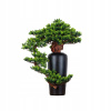 Dekoratívny bonsaj do interiéru, Borovica PN-20 Dekoratívny bonsaj do interiéru, Borovica PN-20