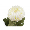 Umelá chryzantéma krémová najsvetl 1ks Umelá chryzantéma krémová najsvetl 1ks