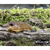 Wobler VALKEIN Li-Worm Nano M049 - Volcano Wobler VALKEIN Li-Worm Nano M049 - Volcano