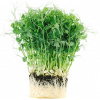 Semená Microgreens - Hrach affyla 50g Semená Microgreens - Hrach affyla 50g