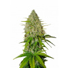 Grapefruit Auto Feminizované Semená - 10 Grapefruit Auto Feminizované Semená - 10