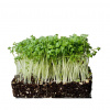 Semená Microgreens - Žerucha 50g Semená Microgreens - Žerucha 50g