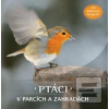 Ptáci v parcích a zahrad… Ptáci v parcích a zahrad…