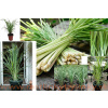 Citrónová tráva – ( Cymbopogon citratus L. ) Citrónová tráva – ( Cymbopogon citratus L. )