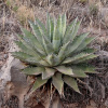 Agáve chrysantha - Agave - semená - 10 ks Agáve chrysantha - Agave - semená - 10 ks