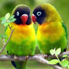 Diamantový obraz Vtáky Agapornis Diamantový obraz Vtáky Agapornis