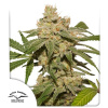 Oh My Gusher Auto Feminizované Semená - 7 Oh My Gusher Auto Feminizované Semená - 7
