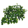 Lucky Reptile Turtle Plants Bacopa cca 40 cm Lucky Reptile Turtle Plants Bacopa cca 40 cm