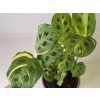 PlanBros flower Maranta kerchoveana variegata PlanBros flower Maranta kerchoveana variegata