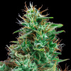 Exclusive Seeds Bank - Auto Bilberry 5 ks - Semená neobsahujú THC Exclusive Seeds Bank - Auto Bilberry 5 ks - Semená neobsahujú THC