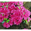 Rododendrony a azalky fialové, panašované, ružové sadenice v 2-3l nádobe, 20-30 cm (JAPONSKÝ AZALEA RUŽOVÝ CANZONETTA RODODENDRON C) Rododendrony a azalky fialové, panašované, ružové sadenice v 2-3l nádobe, 20-30 cm (JAPONSKÝ AZALEA RUŽOVÝ CANZONETTA RODODENDRON C)