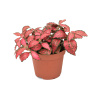 Fittonia Forest Flame 9x10 cm Fittonia Forest Flame 9x10 cm
