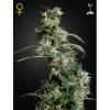 Green House Seed Arjans Ultra Haze 2 Balenie: 3 Green House Seed Arjans Ultra Haze 2 Balenie: 3