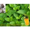 Mäta marocká - (Mentha spicata 'Moroccan' L.) / rastlinky, bylinky v kvetináčiku Mäta marocká - (Mentha spicata 'Moroccan' L.) / rastlinky, bylinky v kvetináčiku