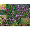 Hrdobarka obyčajná - ožanka, ( Teucrium chamaedrys L. ) / rastlinky, bylinky v kvetináči Hrdobarka obyčajná - ožanka, ( Teucrium chamaedrys L. ) / rastlinky, bylinky v kvetináči