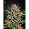 Green House Seed Bubba Kush Balenie: 10 Green House Seed Bubba Kush Balenie: 10