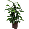 Ficus benjamin Danielle Tuft 13/12 výška 40 cm Ficus benjamin Danielle Tuft 13/12 výška 40 cm