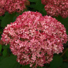 Hydrangea arborescens Pink Annabelle Hydrangea (Hydrangea arborescens Pink Annabelle Hydrangea) Hydrangea arborescens Pink Annabelle Hydrangea (Hydrangea arborescens Pink Annabelle Hydrangea)