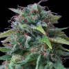 Exclusive Seeds Bank - Oxus 1 ks - Semená neobsahujú THC Exclusive Seeds Bank - Oxus 1 ks - Semená neobsahujú THC