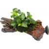 Dennerle Plants Anubias nana Bonsai on Nanowood (s prísavkami) - 1 ks Dennerle Plants Anubias nana Bonsai on Nanowood (s prísavkami) - 1 ks
