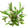 Dennerle Plants Cryptocoryne lucens - 1 ks Dennerle Plants Cryptocoryne lucens - 1 ks