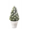 Zasnežený Vianočný Stromček v Bielom Kvetináči 30cm Zasnežený Vianočný Stromček v Bielom Kvetináči 30cm