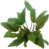Dennerle Plants Cryptocoryne wendtii - Brown - 1 ks Dennerle Plants Cryptocoryne wendtii - Brown - 1 ks