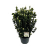 Bršlen japonský FloraSelf Euonymus japonicus 'Paloma Blanca' 60-80 cm kvetináč 10 l Bršlen japonský FloraSelf Euonymus japonicus 'Paloma Blanca' 60-80 cm kvetináč 10 l