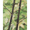 Pabambus (Phyllostachys nigra) Pabambus (Phyllostachys nigra)